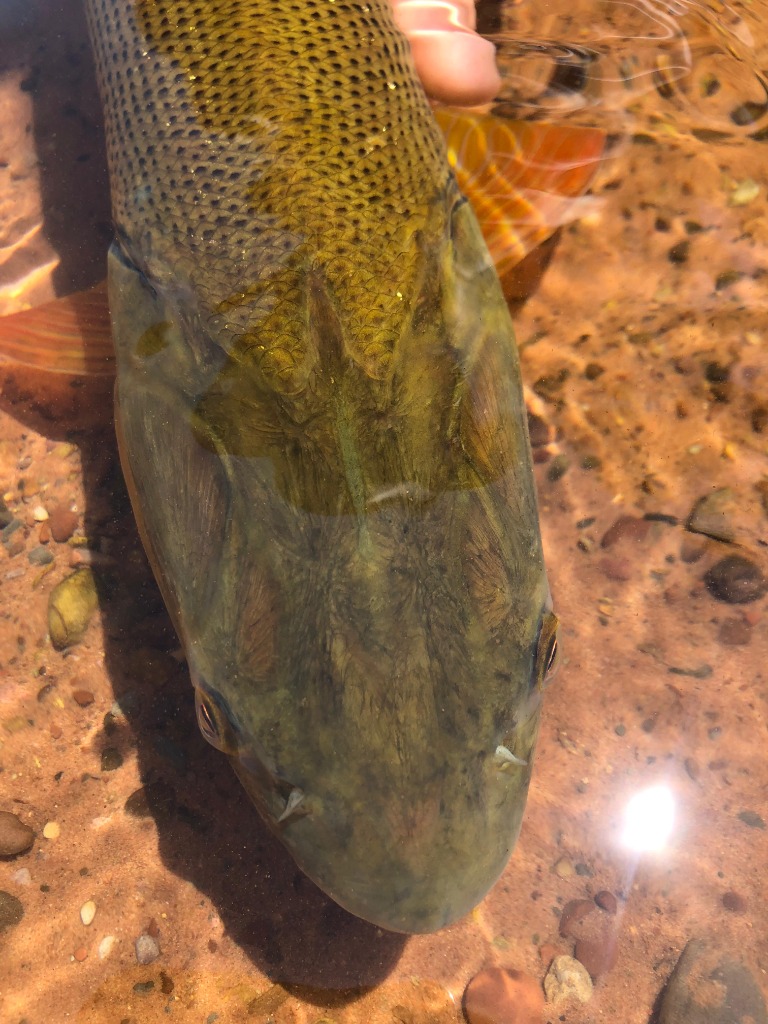 Dorado scales detail