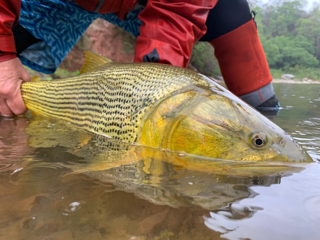 Massive Fresh water Dorado fishing catch