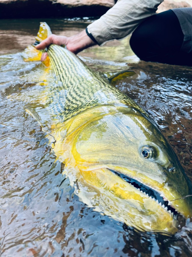 Dorado teeth close up