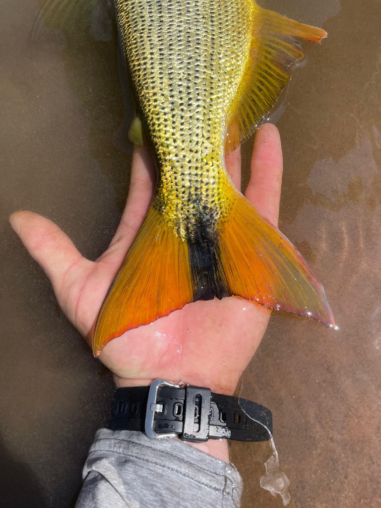 Tail of a Golden Dorado