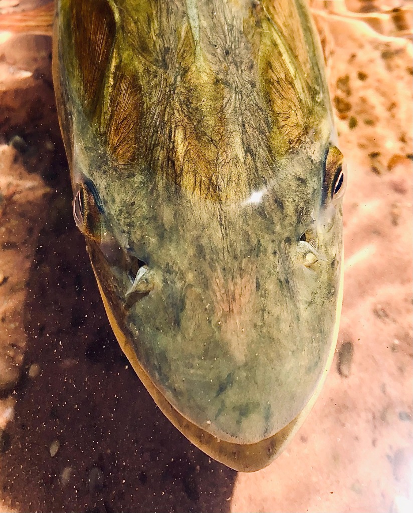 Dorado head from above